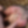 Amateur Anal might Hurt but she Loves it thumbnail